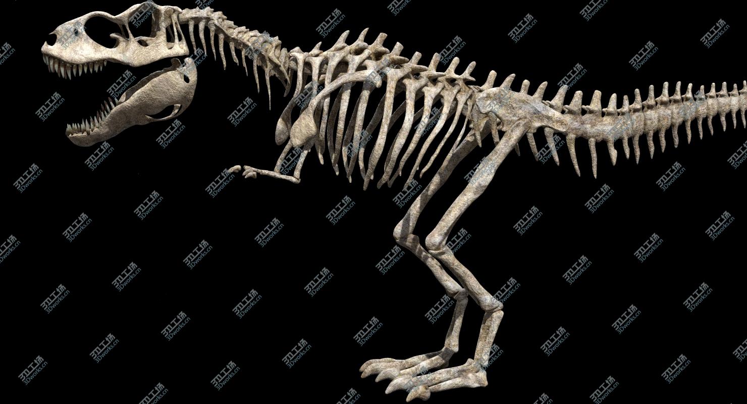 images/goods_img/202104092/T Rex Anatomy 3D 3D model/5.jpg